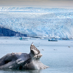 Sun Rays over Eqi Glacier